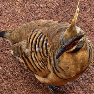 Geophaps plumifera ferruginea