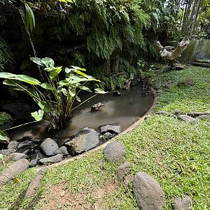 Ambon Sailfin Lizard Exhibit