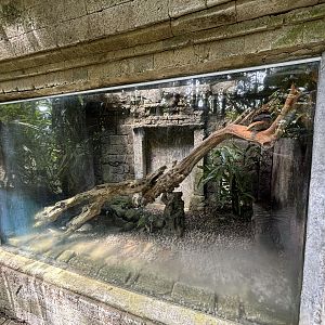 Sumbawa Water Monitor Exhibit