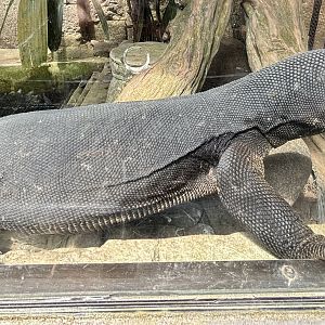 Black Dragon Water Monitor