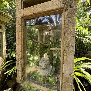 Green Tree Python Exhibit