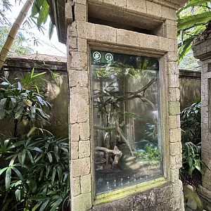 Bornean Keeled Green Pit Viper Exhibit