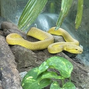 White-lipped Island Pit Viper
