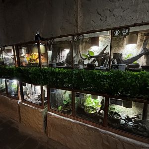 Assorted Terrariums