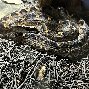 Malayan Pit Viper