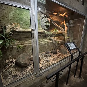 Javan Spitting Cobra Exhibit