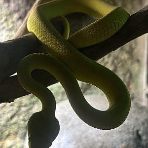 White-lipped Island Pit Viper