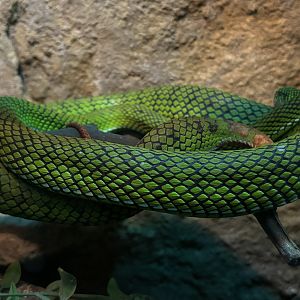 Siberut Pit Viper
