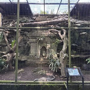 Crocodile Monitor Exhibit