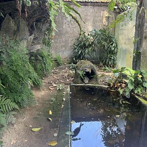 African Dwarf Crocodile Exhibit