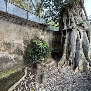 Asian Forest Tortoise Exhibit