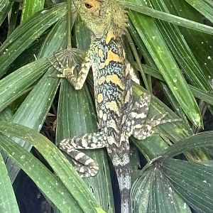 Chameleon Forest Dragon