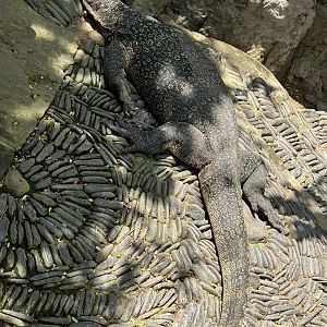 Water Monitor (in free-roaming area!)