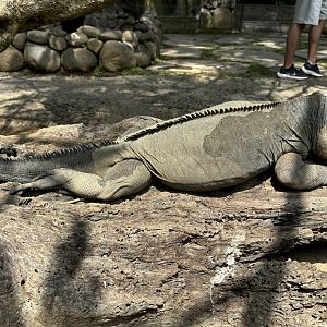 Rhinoceros Iguana (in free-roaming area)