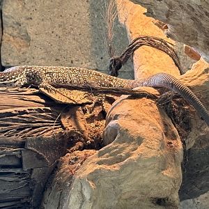 Similis Monitor