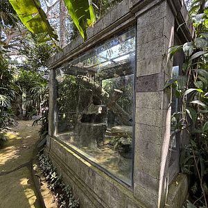 Papuan Olive Python Exhibit