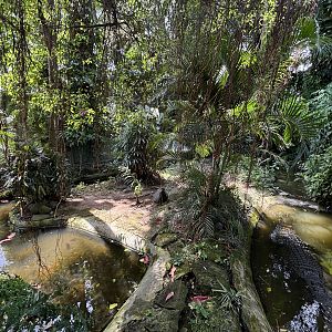 Saltwater Crocodile Exhibit #1