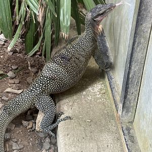 Peach-throated Monitor