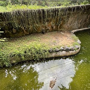 Saltwater Crocodile Exhibit #3