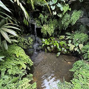 Alligator Snapping Turtle Exhibit
