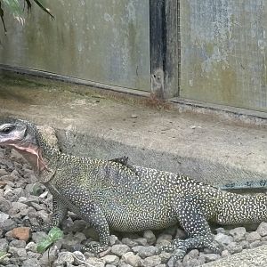 Peach-throated Monitor