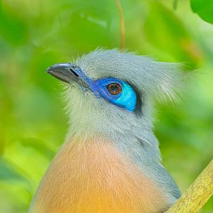 Crested Coua (Coua Cristata)