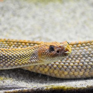 Aruba Island Rattlesnake