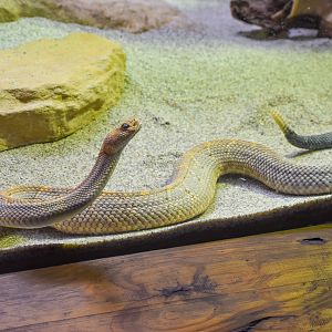 Aruba Island Rattlesnake