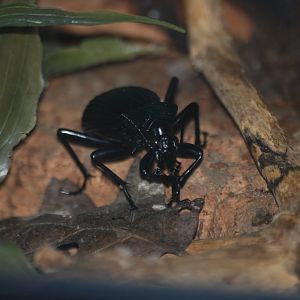 African ground beetle
