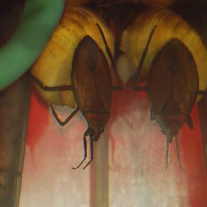 African snail predator