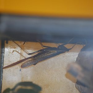 Ant-mimicking conehead