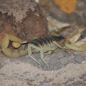 Californian desert hairy scorpion