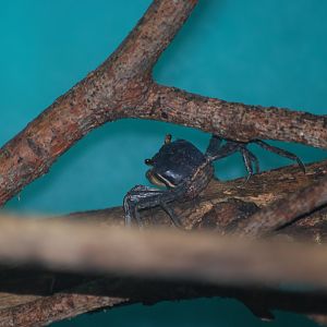 Christmas Island tree crab