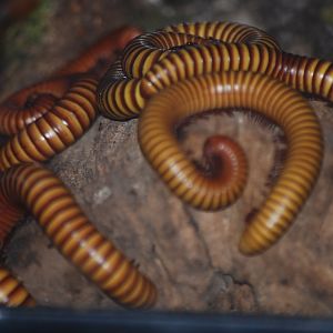 Giant golden millipedes at The Bug Parc, 25/9/2024