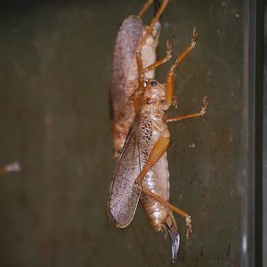 Guadeloupe Island giant katydids at The Bug Parc, 25/9/2024
