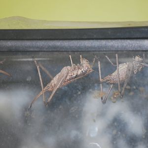 Haldeman's shieldbacks at The Bug Parc, 25/9/2024