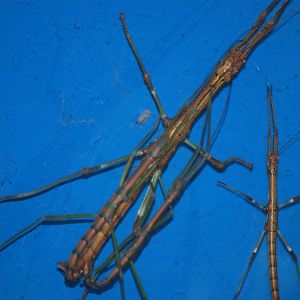 Nui Chua stick insects at The Bug Parc, 25/9/2024