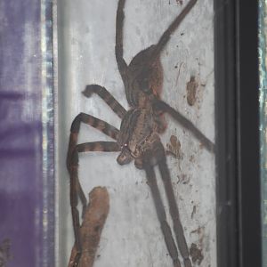 Tiger wandering spider at The Bug Parc, 25/9/2024
