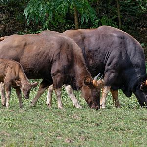 Indian gaur (Bos gaurus gaurus)
