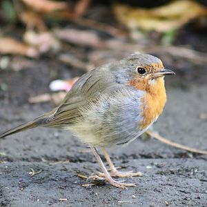 European Robin (Erithacus rubecula)