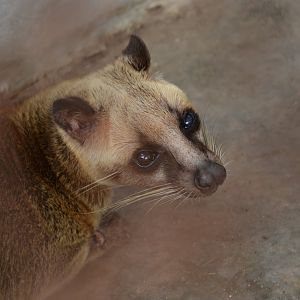 Malayan masked palm civet (Paguma larvata annectens)
