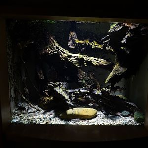 Tank for Danube whitefin gudgeon and stone loach
