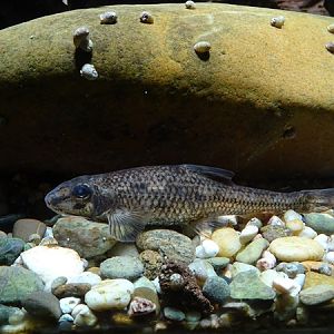 Danube whitefin gudgeon (Romanogobio vladykovi)