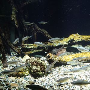 Tank for Danube gudgeon, Danube barbel and Schneider