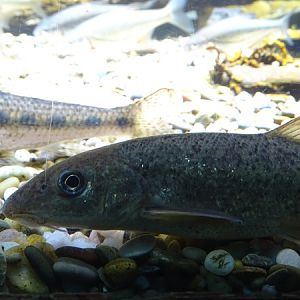 Danube barbel (Barbus balcanicus)