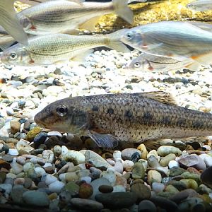 Danube gudgeon (Gobio obtusirostris) & Schneider (Alburnoides bipunctatus)