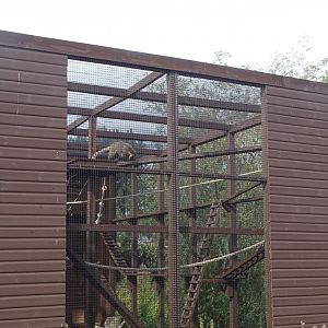 Ring-tailed Coati climbing equipment, 12th September2024