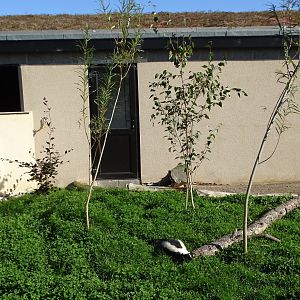 Striped Skunk exhibit with Reptile Realm behind, 12th September 2024