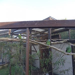 Amazon Parrot exhibit, 12th September 2024