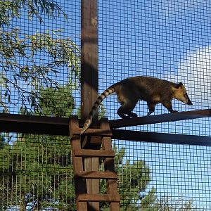 Ring-tailed Coati, 12th September 2024